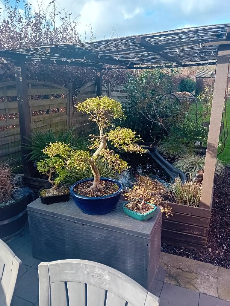 Bonsai ulmus, Halfschaduw, Overige soorten, Minder dan 100 cm, Ophalen