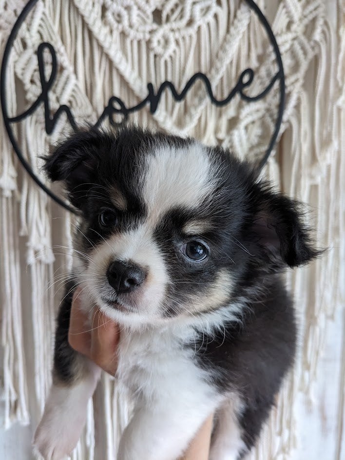 Chihuahua pup, Dieren en Toebehoren, België, Particulier, 8 tot 15 weken, Meerdere