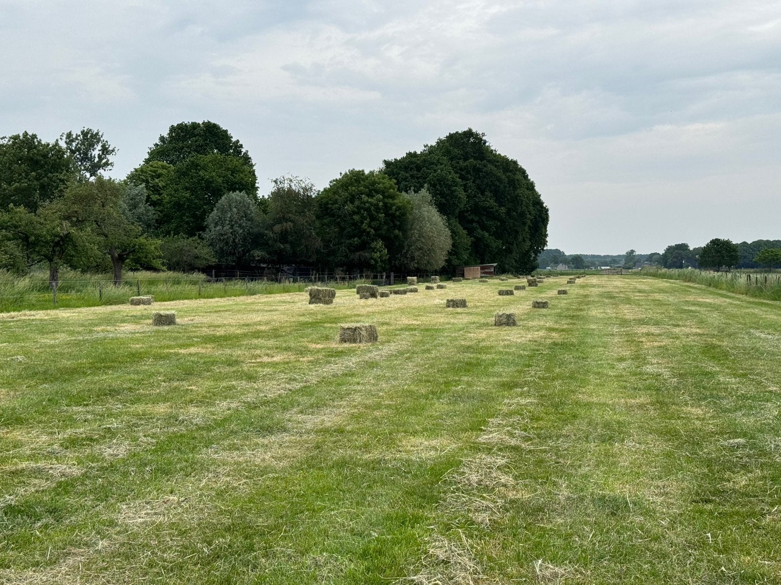 Kleine balen hooi, Enlèvement, Bétail