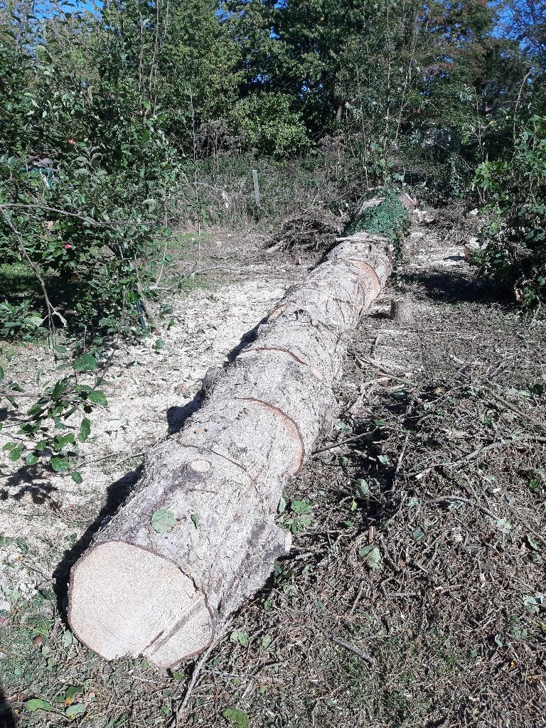 Bois de sapin, Jardin & Terrasse, 6 m³ ou plus, Enlèvement, Autres essences de bois, Troncs d'arbres