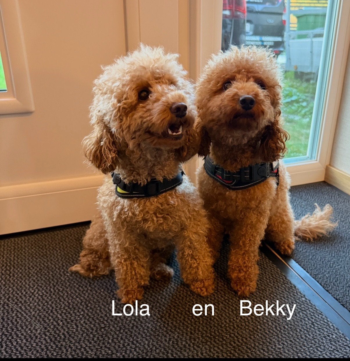 Dwergpoedels pups, Poedel, België, Fokker | Hobbymatig, Meerdere