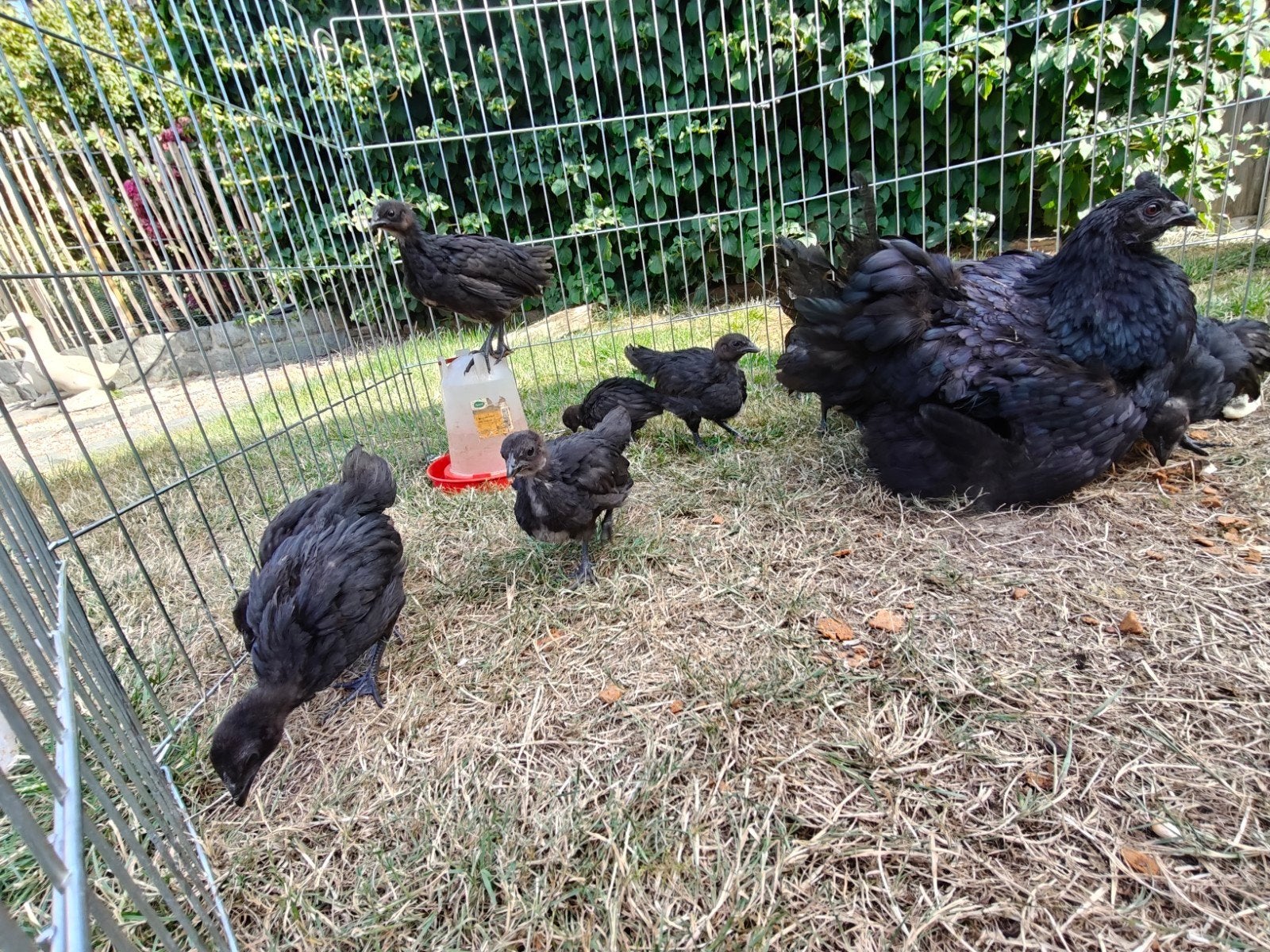 Ayam Cemani (Voodoo) kuikens te koop!
Onze prachtige A