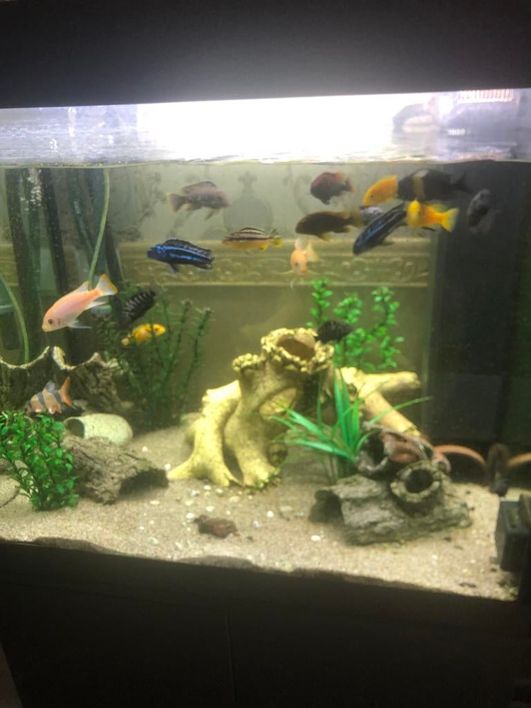 Aquarium, Ophalen, Zo goed als nieuw, Decoratie