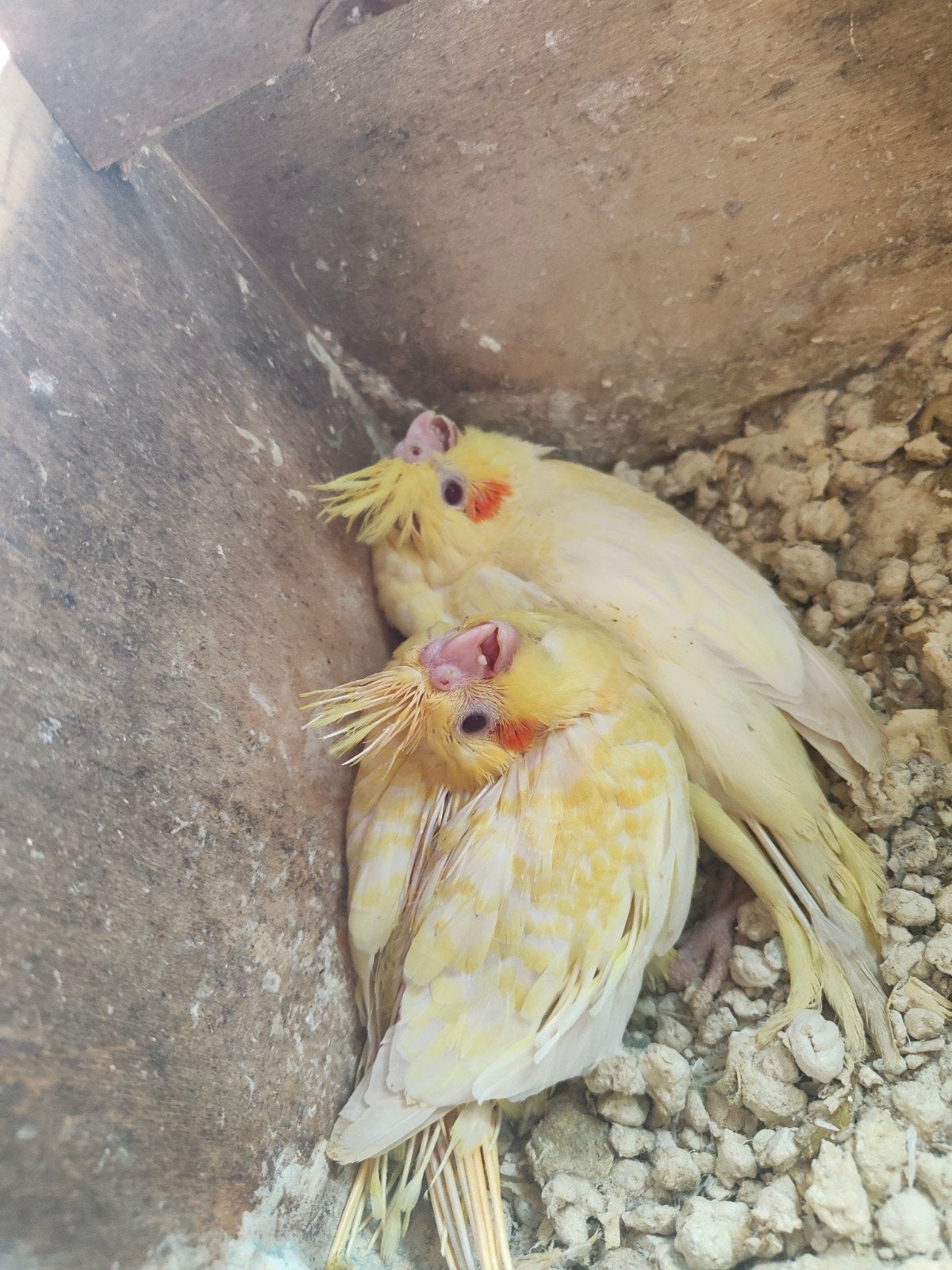 Valkparkietjes voor handopfok, Dieren en Toebehoren, Vogels | Parkieten en Papegaaien, Parkiet