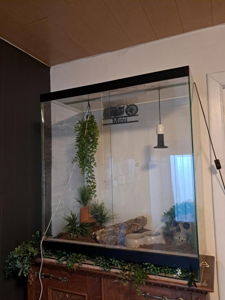 Terrarium met korenslang, Ophalen