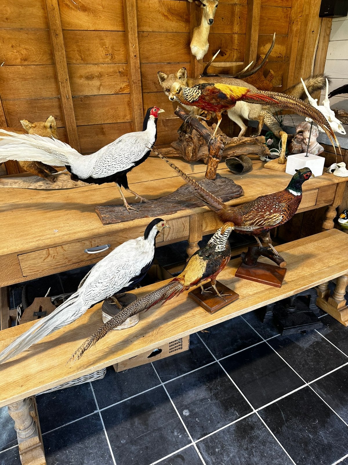 Te koop taxidermie, Enlèvement