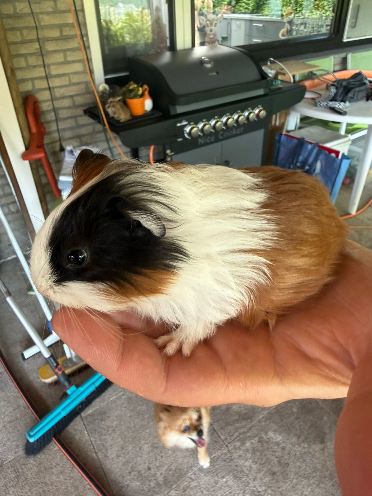 Zeugje, Cavia, Vrouwelijk, Mei, Tam
