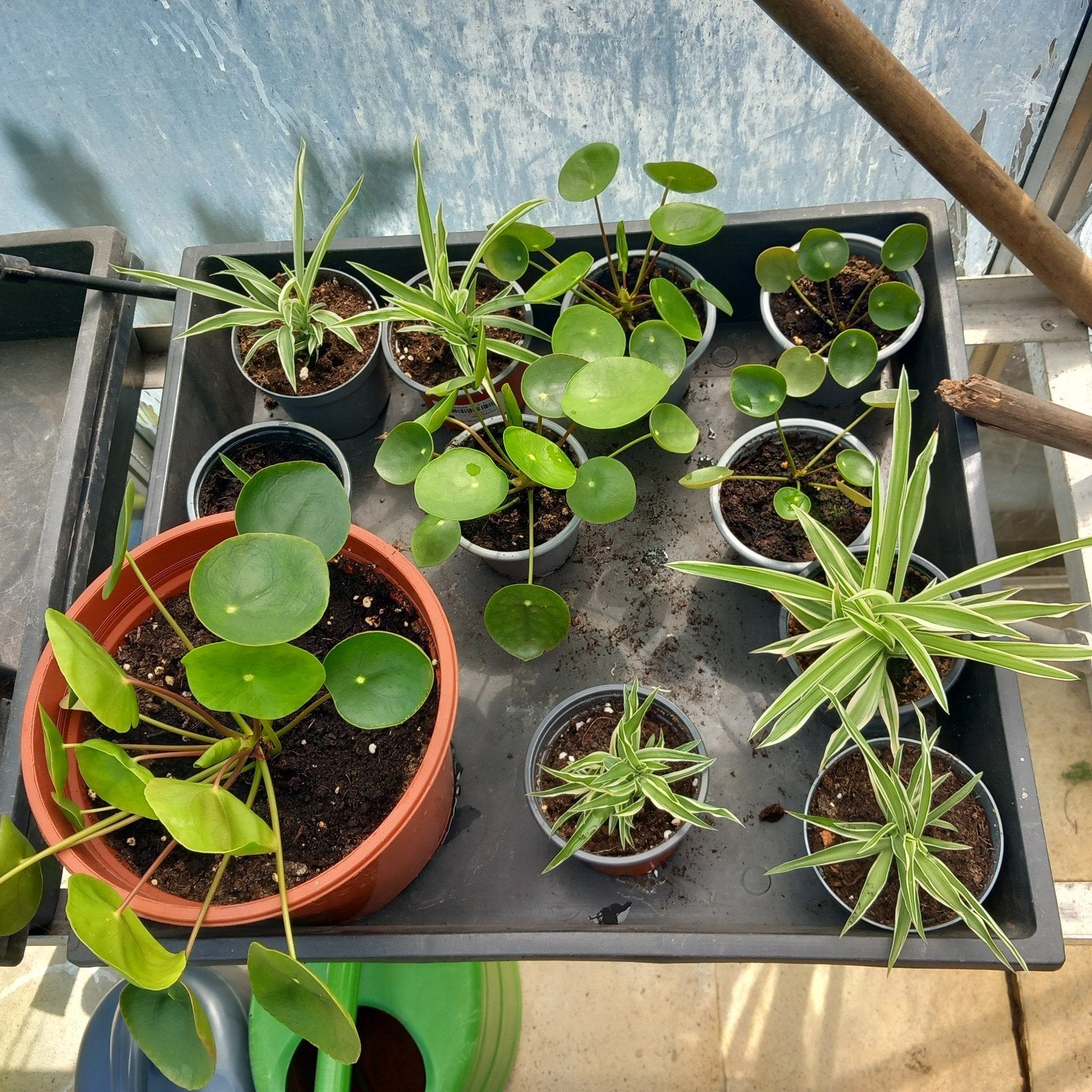 Binnenplant  graslelie en pannekoekplantjes, Huis en Inrichting, Kamerplanten, Ophalen