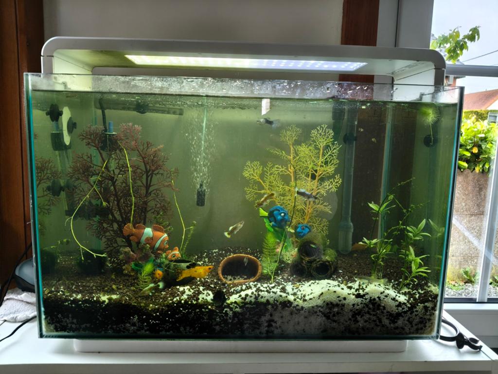 Compleet aquarium, Dieren en Toebehoren, Ophalen, Gebruikt, Inclusief vissen, Gevuld zoetwateraquarium