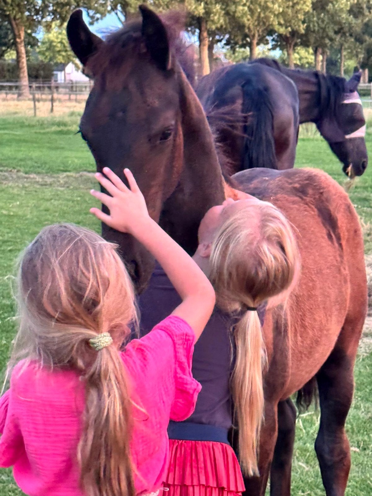 Fries merrie veulen met super stamboekpapier!, Dieren en Toebehoren, Paarden, Merrie, 160 tot 165 cm, Met stamboom, 0 tot 2 jaar