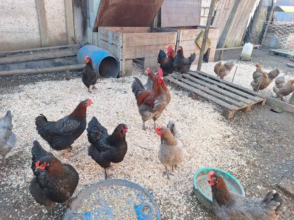 Col en cuivre bleu noir Marans disponible, Animaux & Accessoires