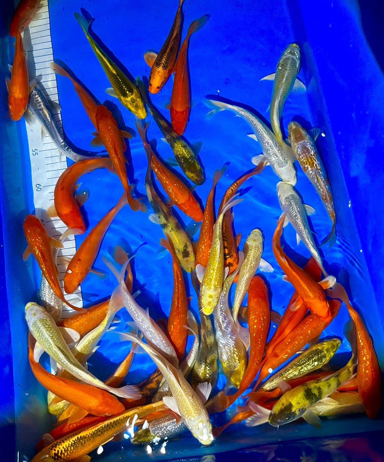HQ Tosai Maruhiro 16-20cm., Dieren en Toebehoren, Vissen | Vijvervissen, Karper of Koi