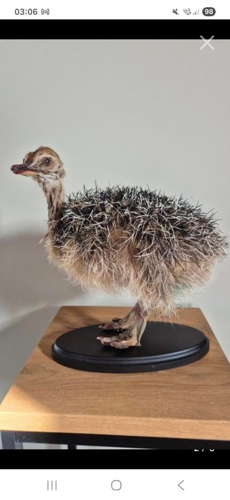 Opgezet struisvogelkuiken taxidermie, Ophalen of Verzenden