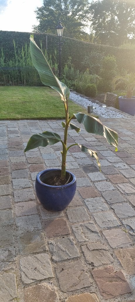 Bananenplant Musa Basjoo, Ophalen