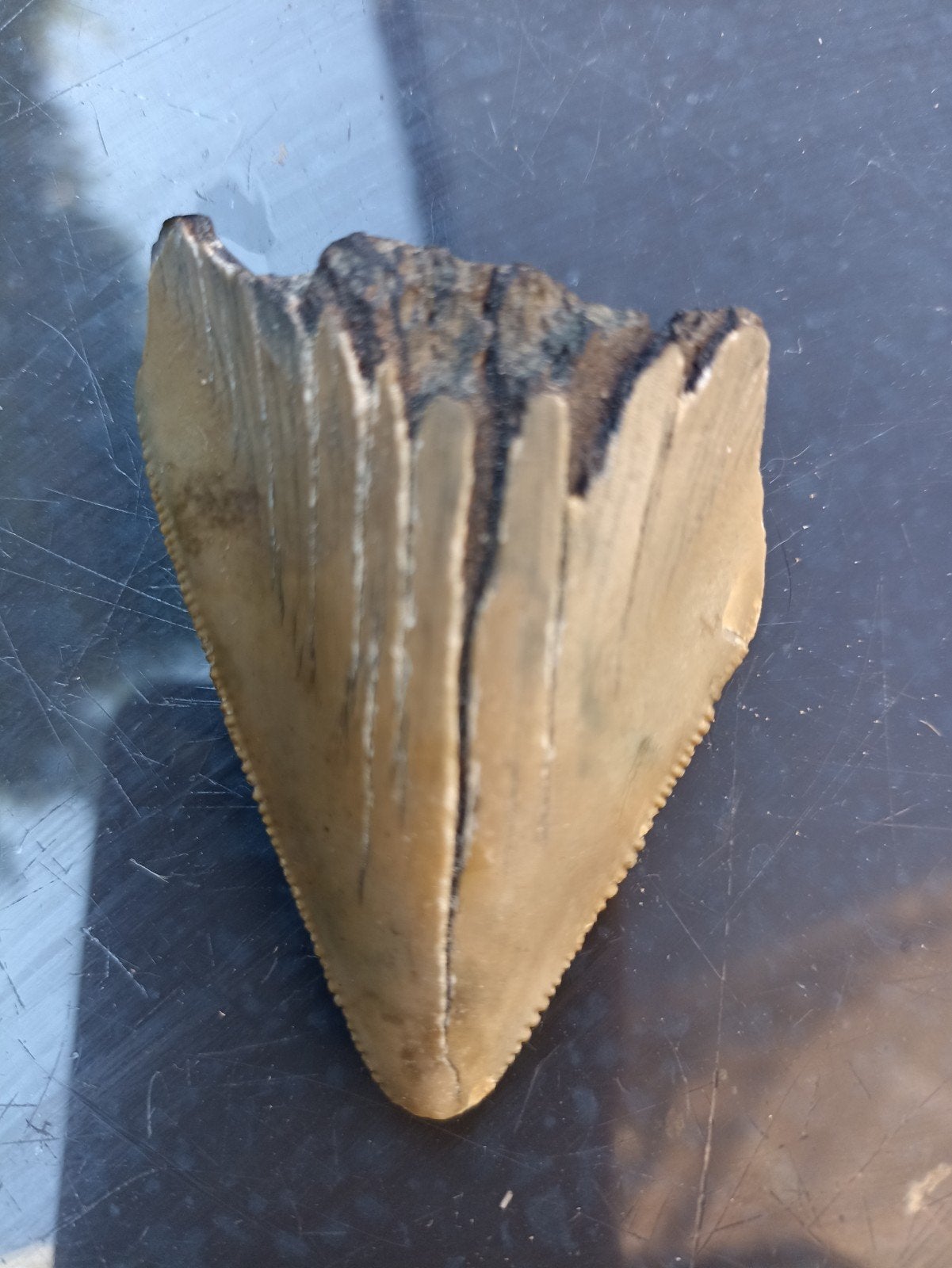 Fossiele tand van een Corchorodon Megaladon., Ophalen