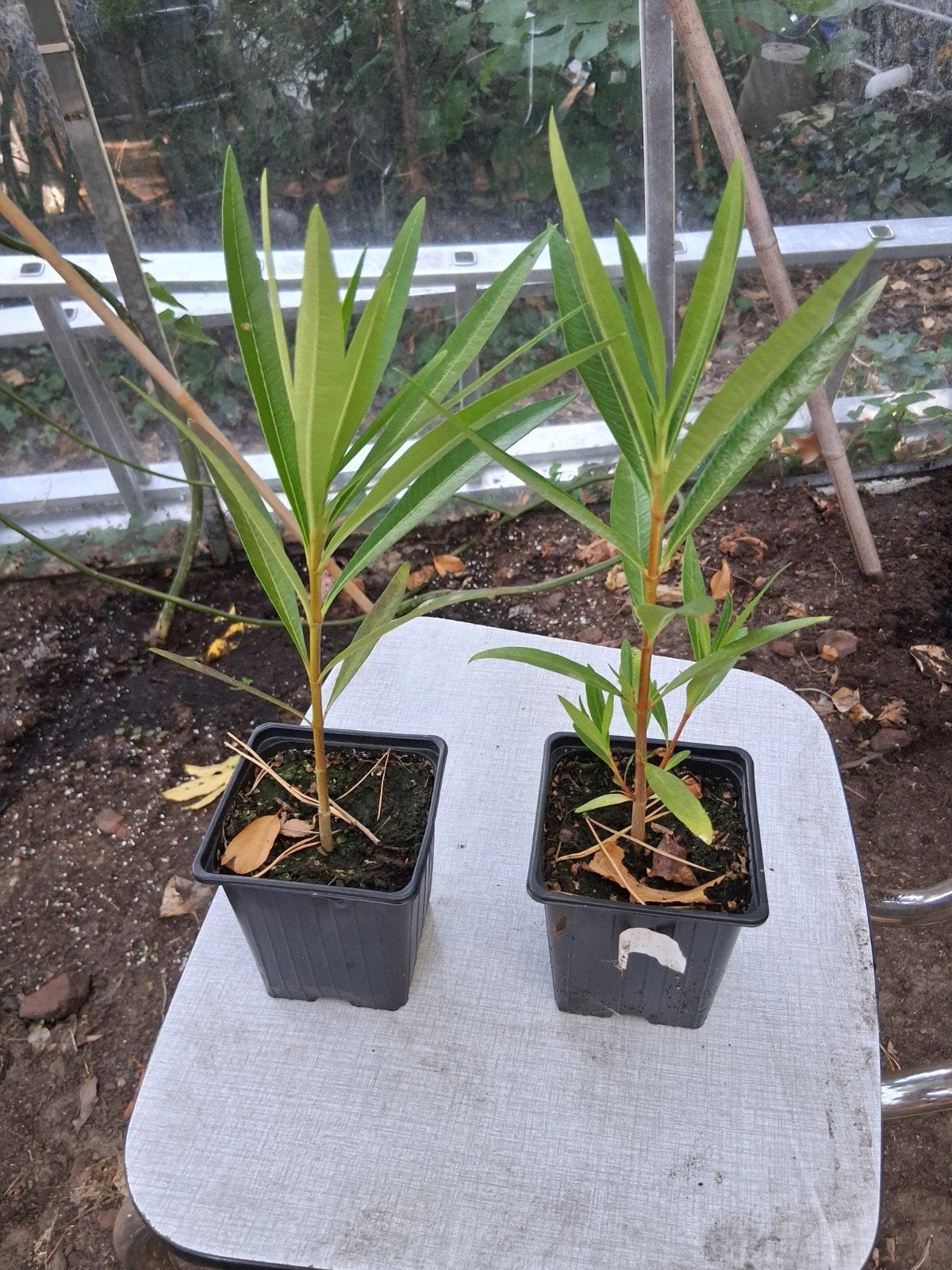 oleander roze bloemen, Tuin en Terras, Ophalen