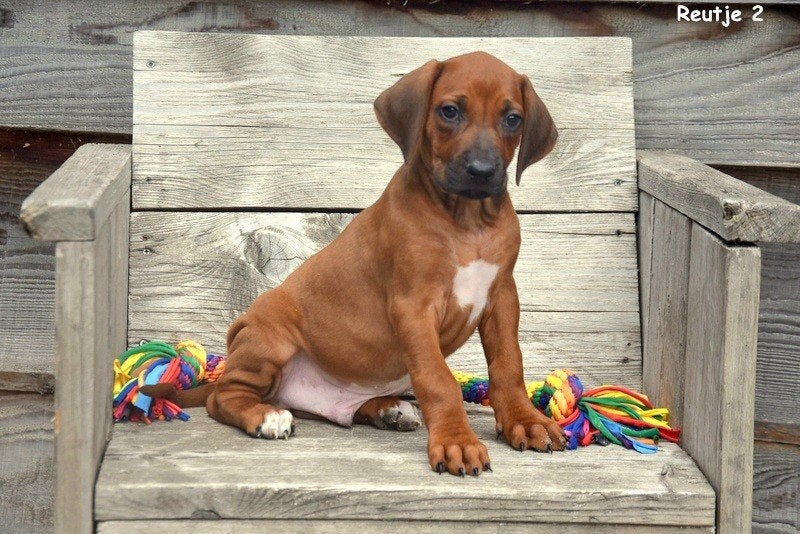 Rhodesian Ridgeback pups, Animaux & Accessoires, Chiens | Beagles, Bassets & Chiens courants, Autres races, Plusieurs, Hépatite contagieuse (maladie de Rubarth)