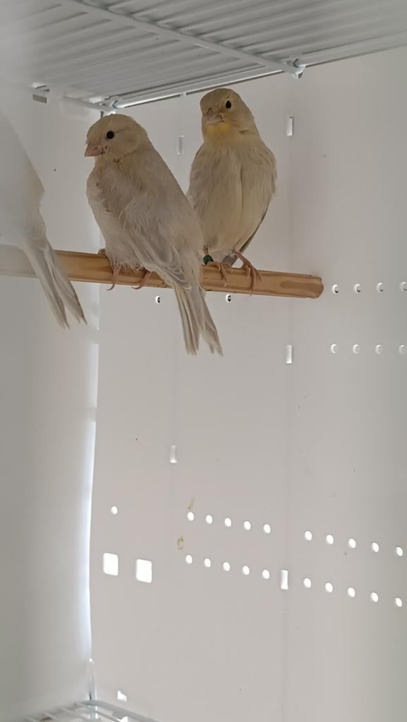 Kanaries