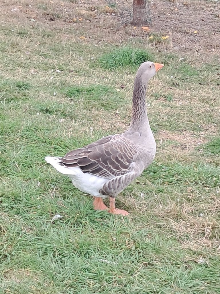 gans haan, Mâle, Oie ou Cygne