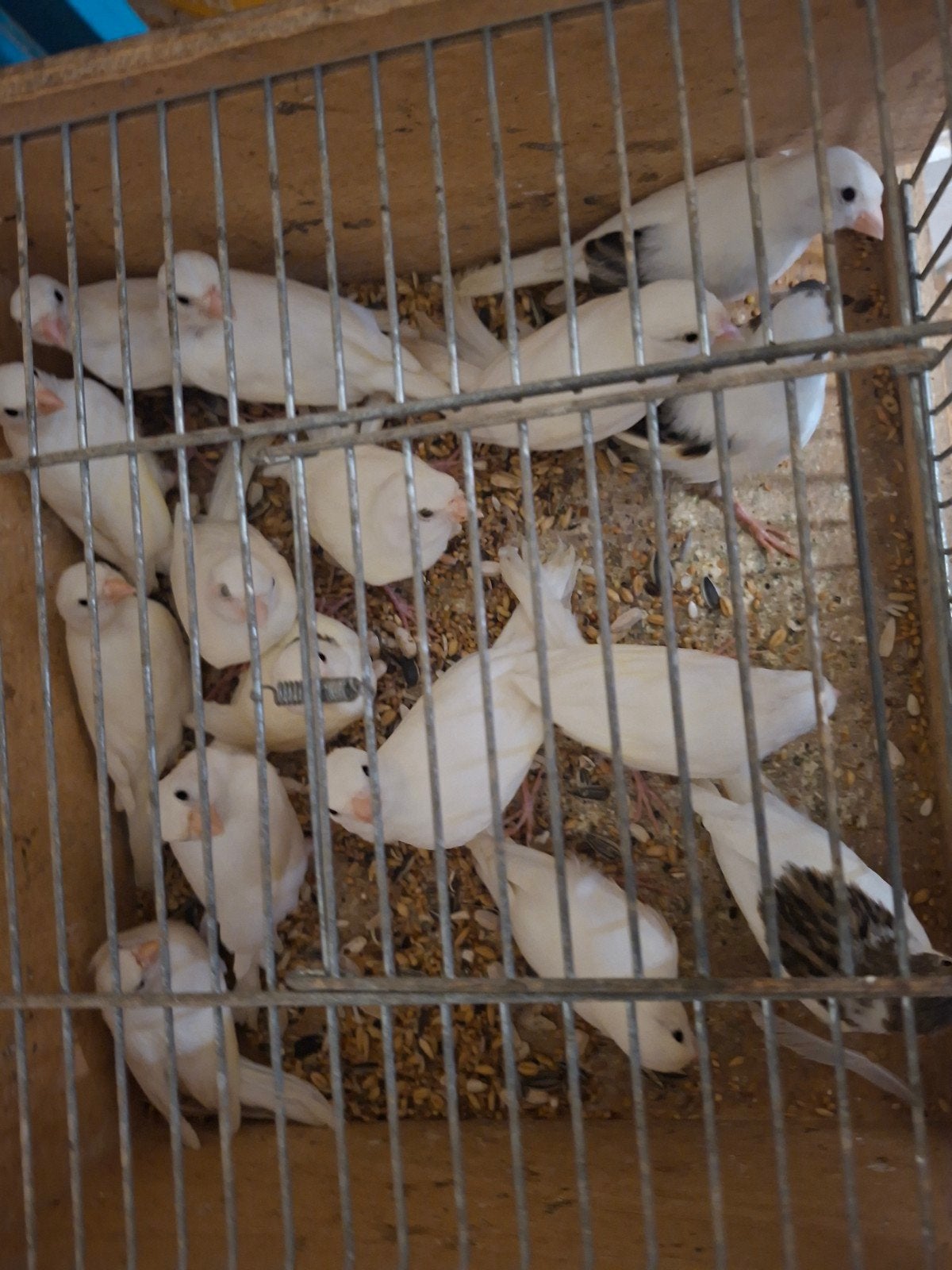 Canaris blancs 18 euros pièce 35 euros couple