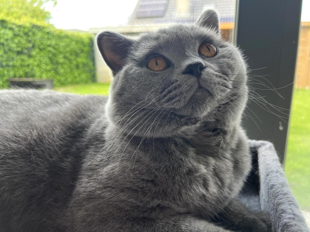 Dekkater Britse korthaar blue (niet te koop)
