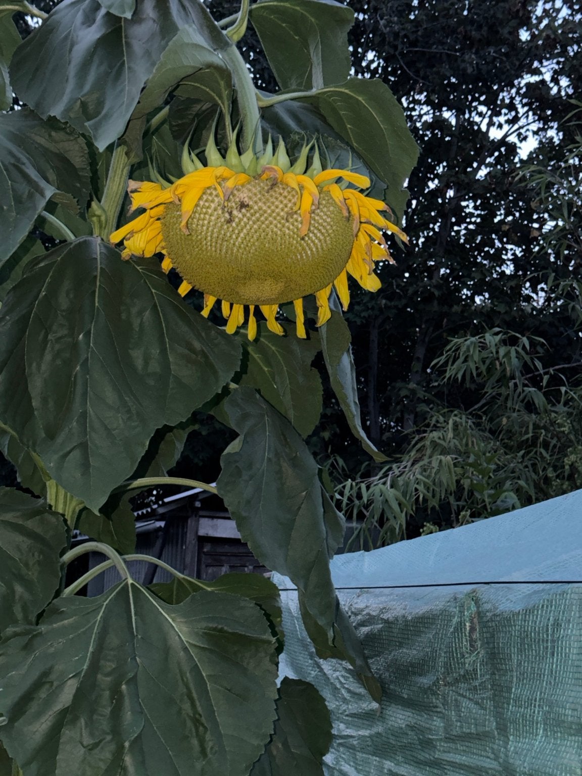 Reuzezonnebloemzaden – echte blikvangers in de tuin, Tuin en Terras, Ophalen of Verzenden, Voorjaar, Volle zon, Zaad