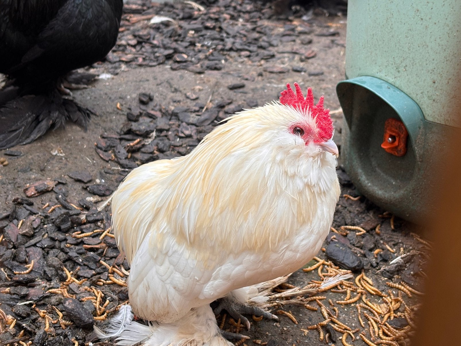 Everbergse baardkrielen trio, Dieren en Toebehoren, Meerdere dieren, Kip