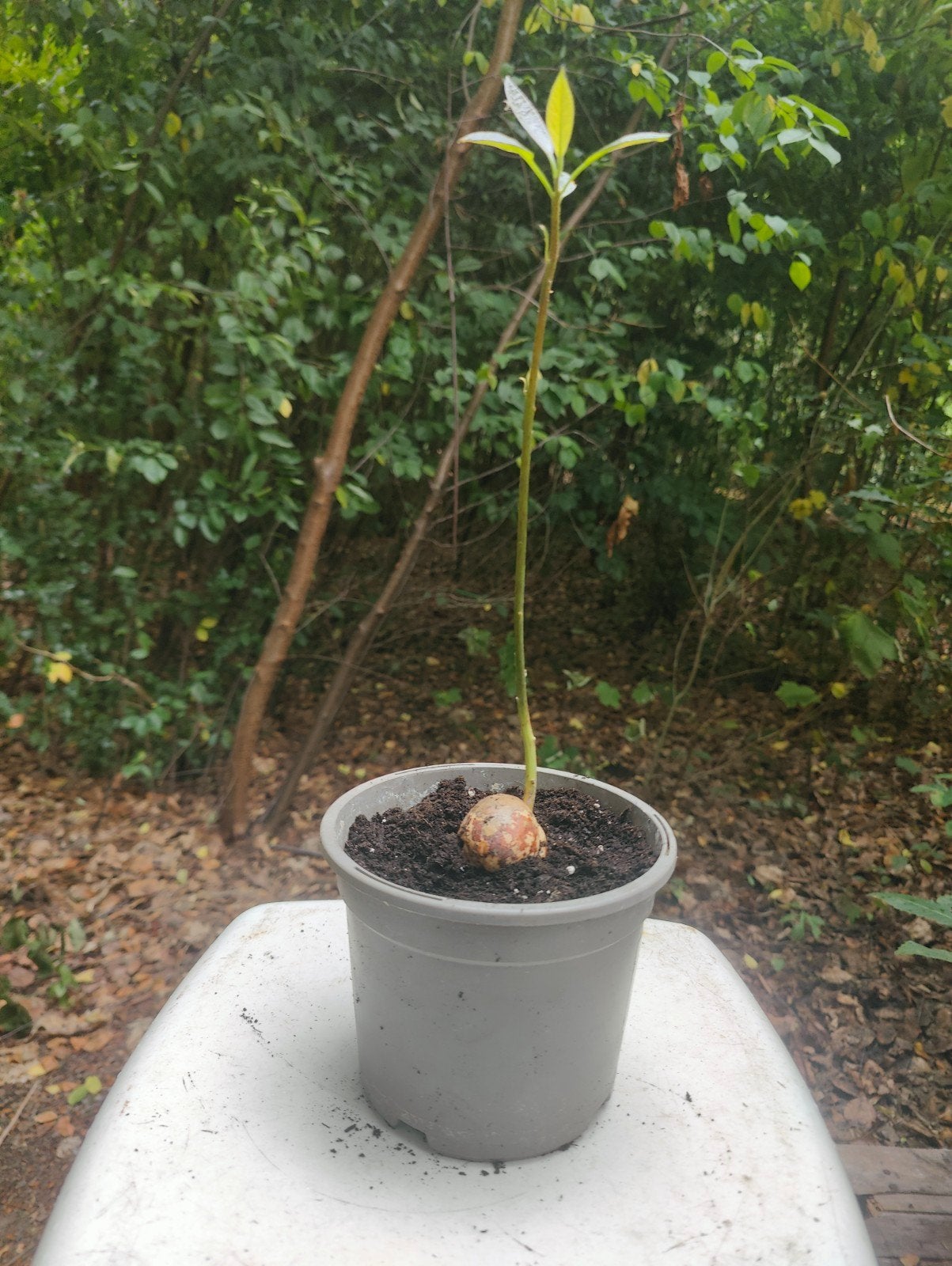 Advocado plant, Tuin en Terras, Ophalen