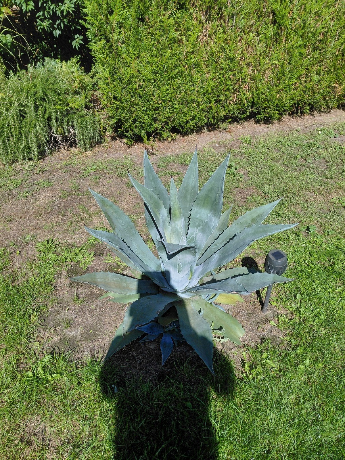 mooie jonge agave, Tuin en Terras, Planten | Struiken en Hagen, Ophalen of Verzenden