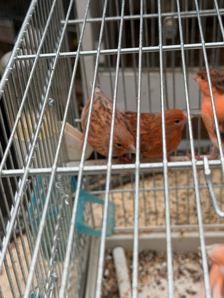 Rode kanariejongen te koop, Dieren en Toebehoren, Vogels | Kanaries, Geslacht onbekend