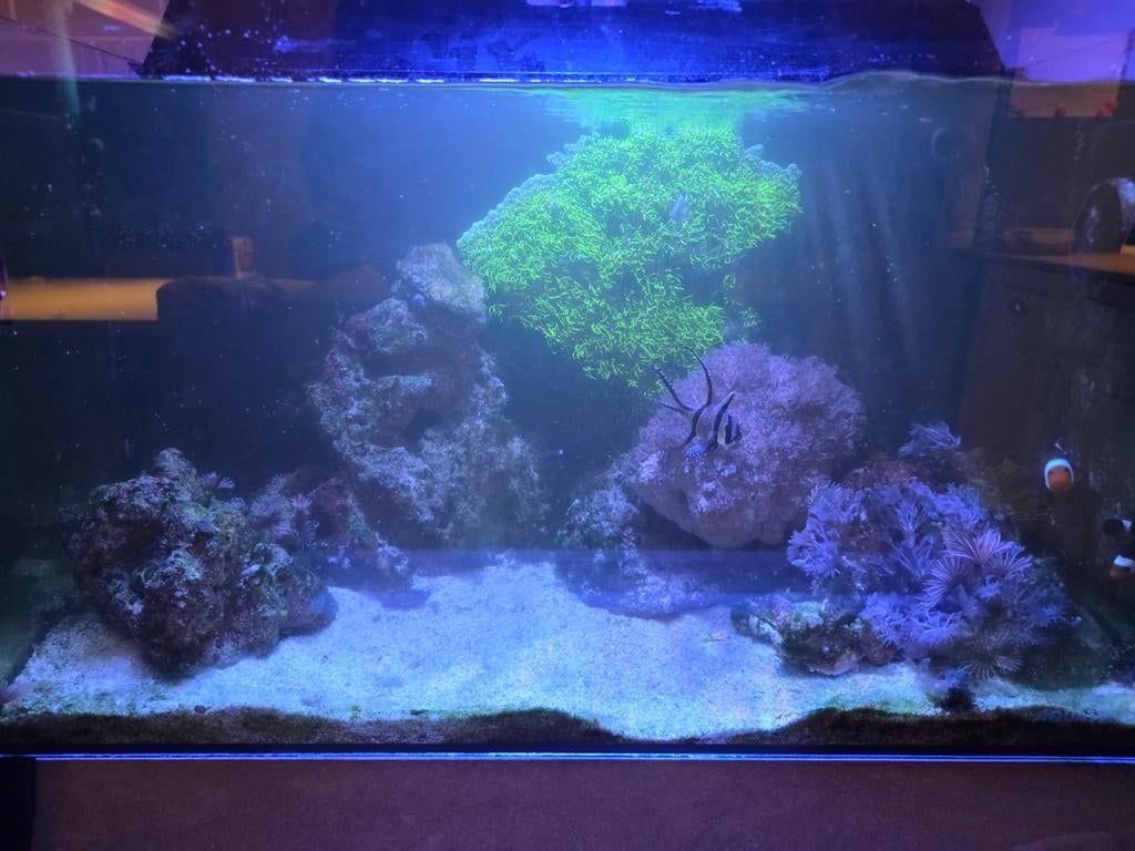 Volledig nano aquarium te koop., Dieren en Toebehoren