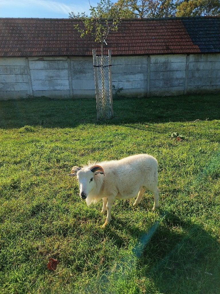 Bok (Kameroen), Dieren en Toebehoren, Mannelijk, Schaap, 0 tot 2 jaar