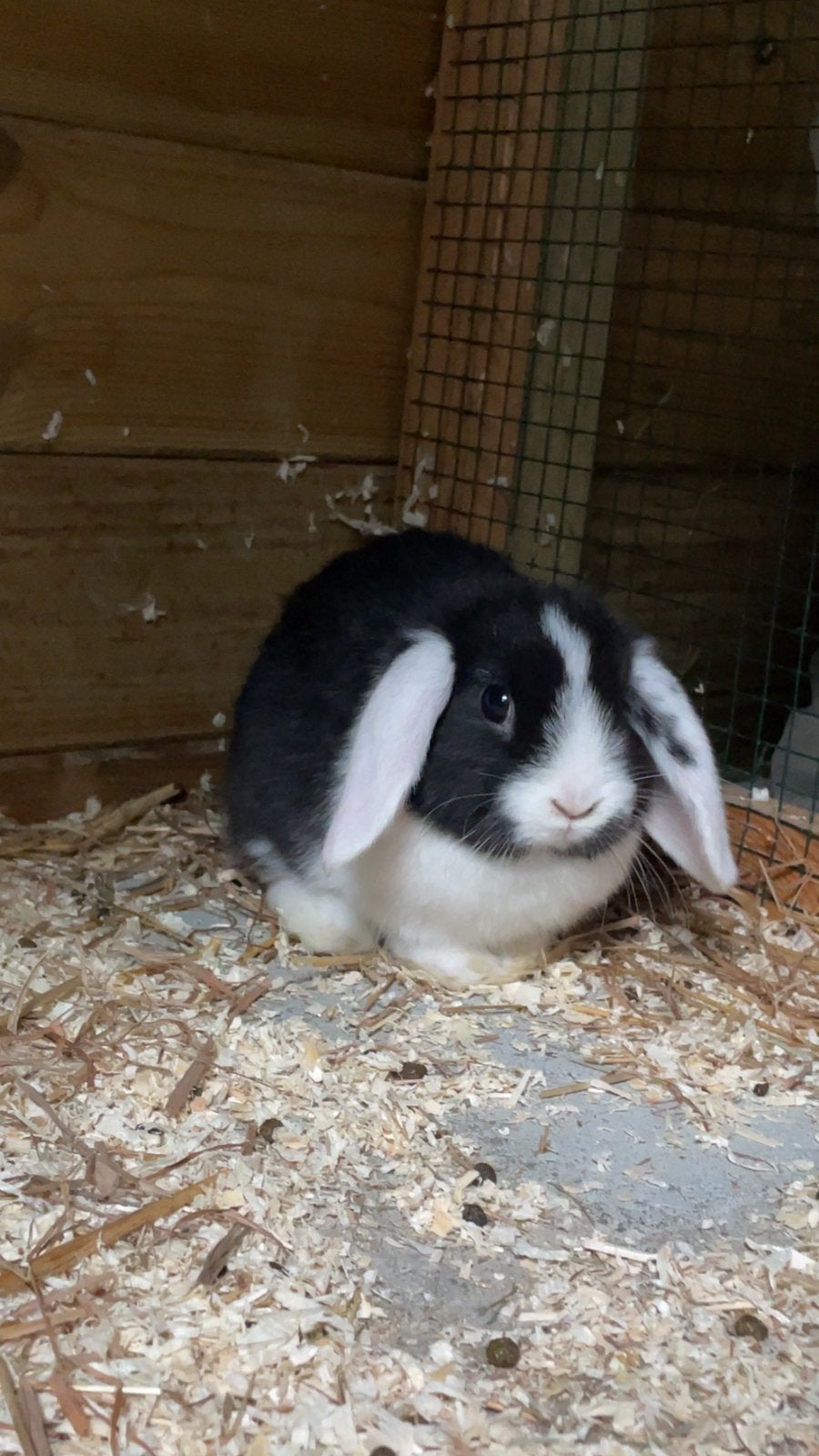 Jonge konijntjes te koop, Dwerg, Hangoor
