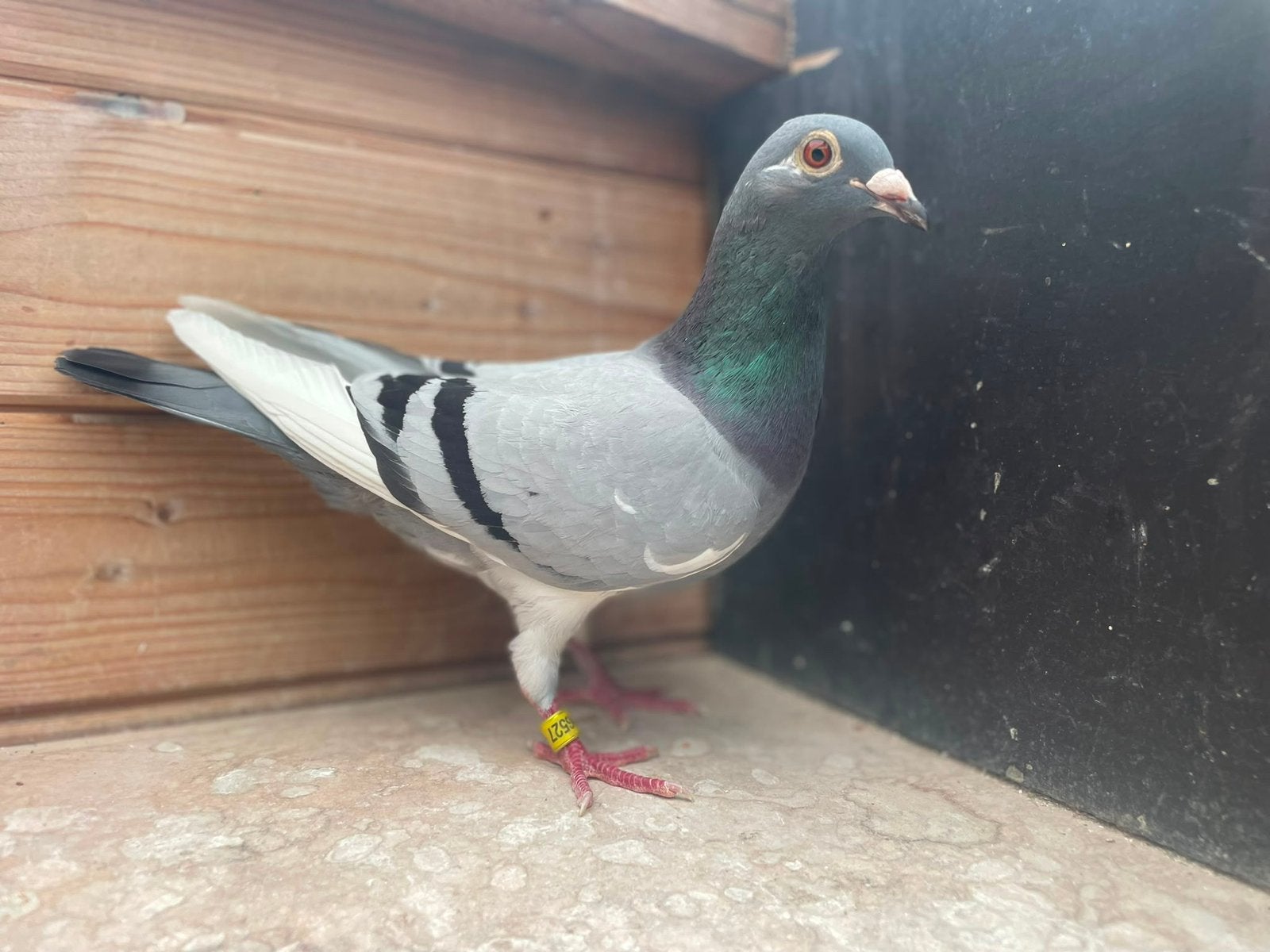 Koppel duiven voor de Zware fond