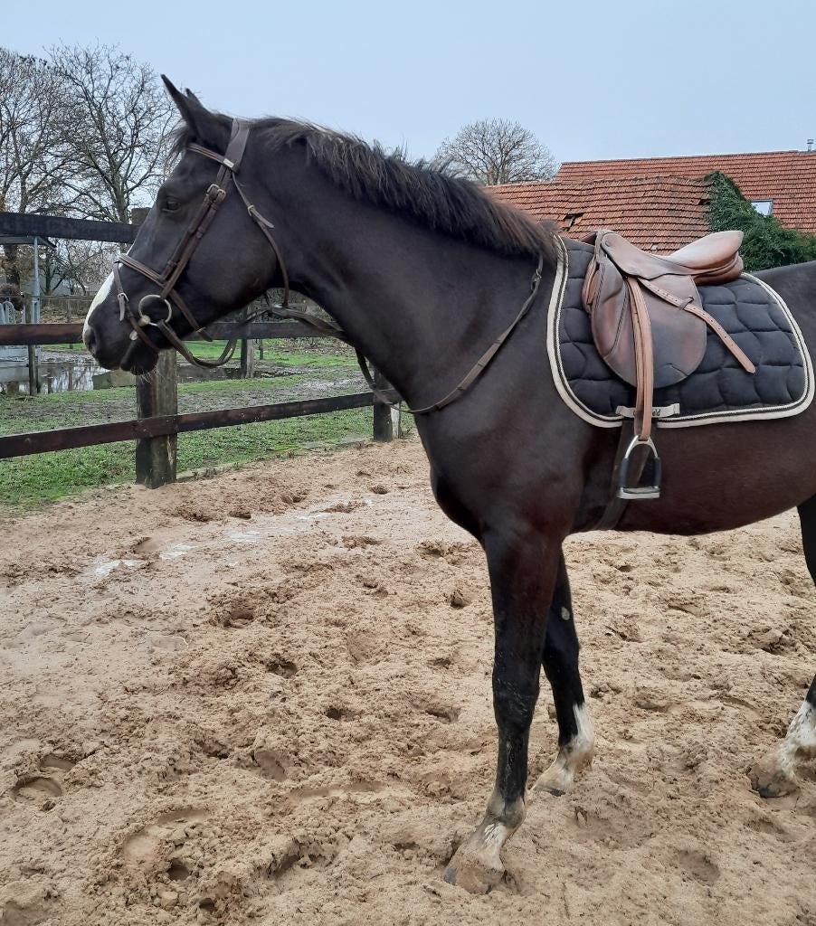 chique 4-jarig springpaard!, Hongre, Débourré, 165 à 170 cm, Avec pedigree