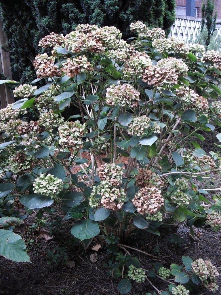 hortensia, Jardin & Terrasse, Enlèvement, Plante fixe