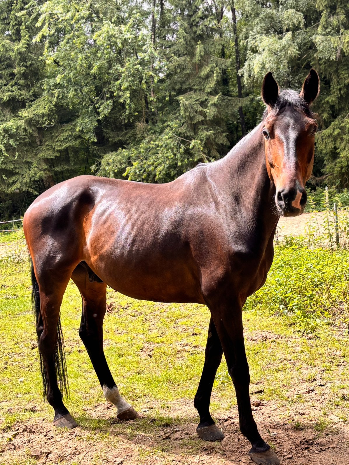 8 jarige kwpn ruin springpaard/dressuur, Springpaard, Met stamboom, Ruin, M