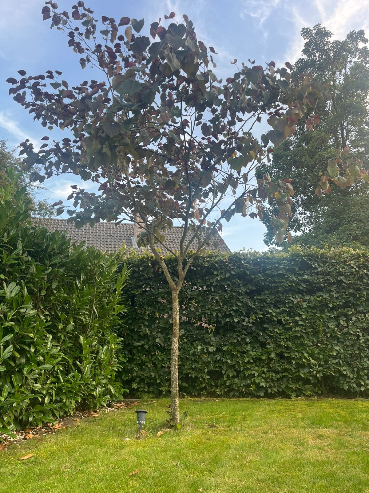 Boom - judasboom, Tuin en Terras, Ophalen