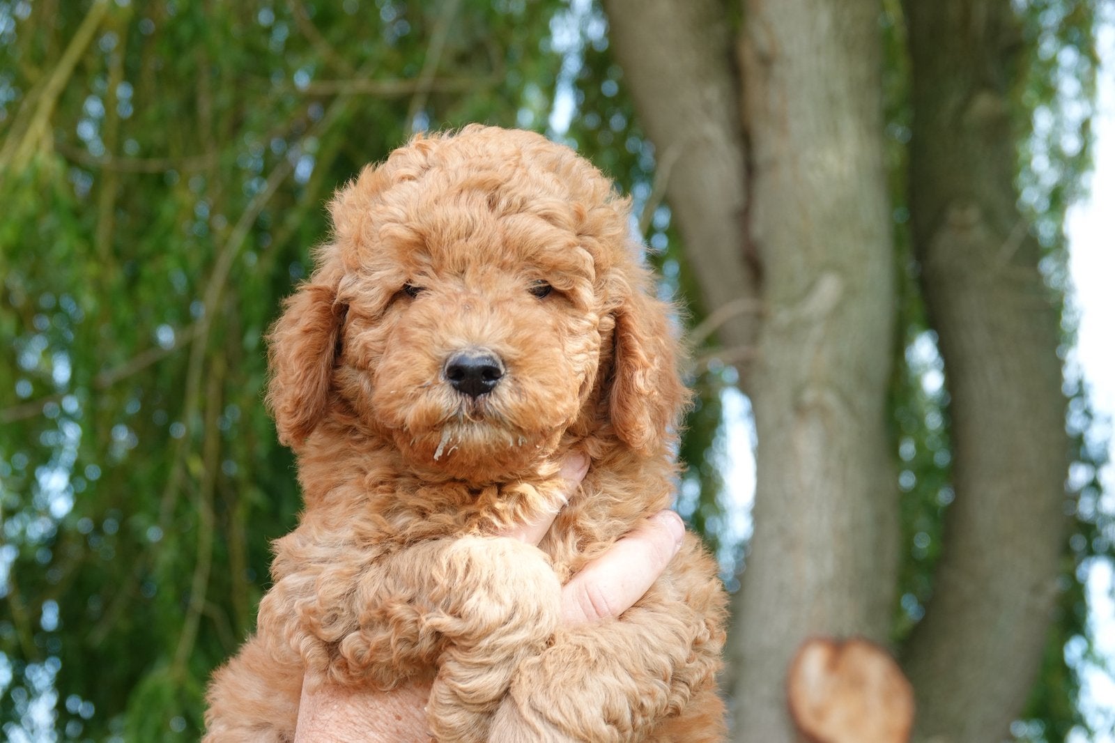 Labradoodle pups, Dieren en Toebehoren, Parvo, België, Fokker | Hobbymatig, Overige rassen