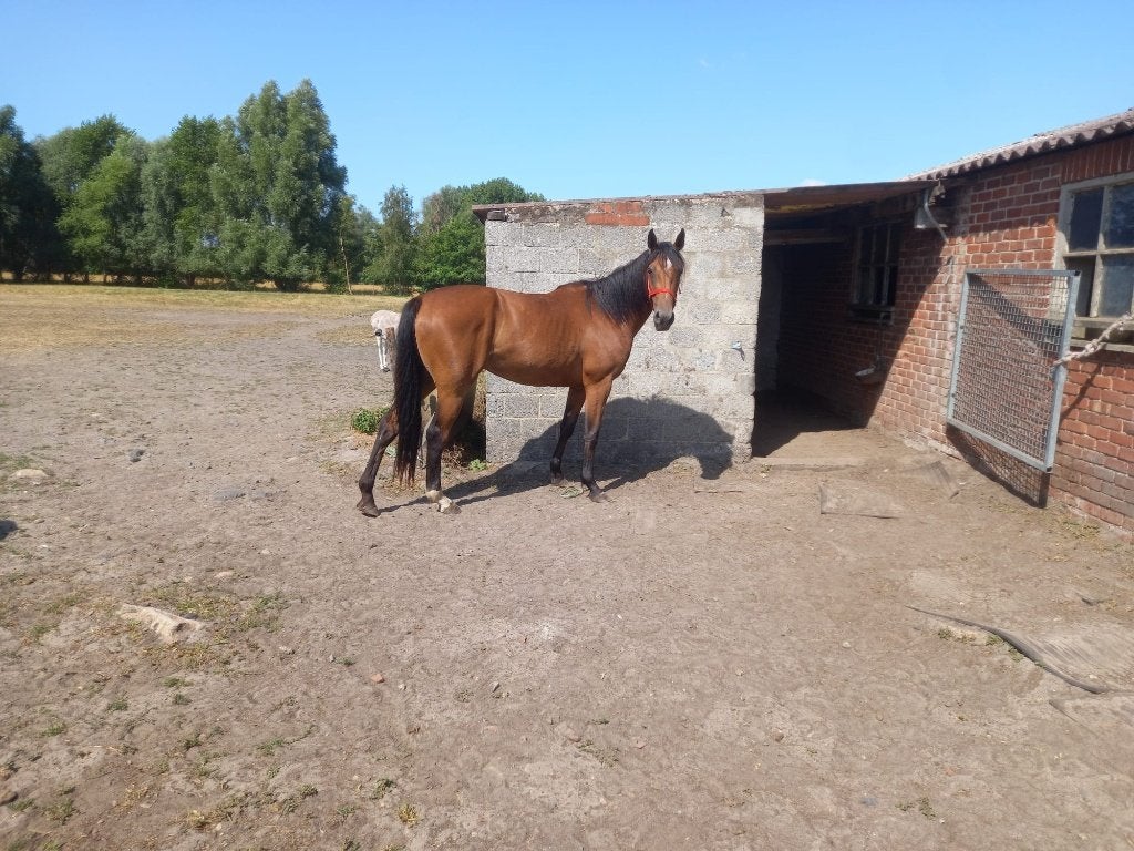 3 JAARSE MERRIE NIRVANA DES ESSARTS 3450, Avec pedigree, 160 à 165 cm, Non dressé, Cheval de saut