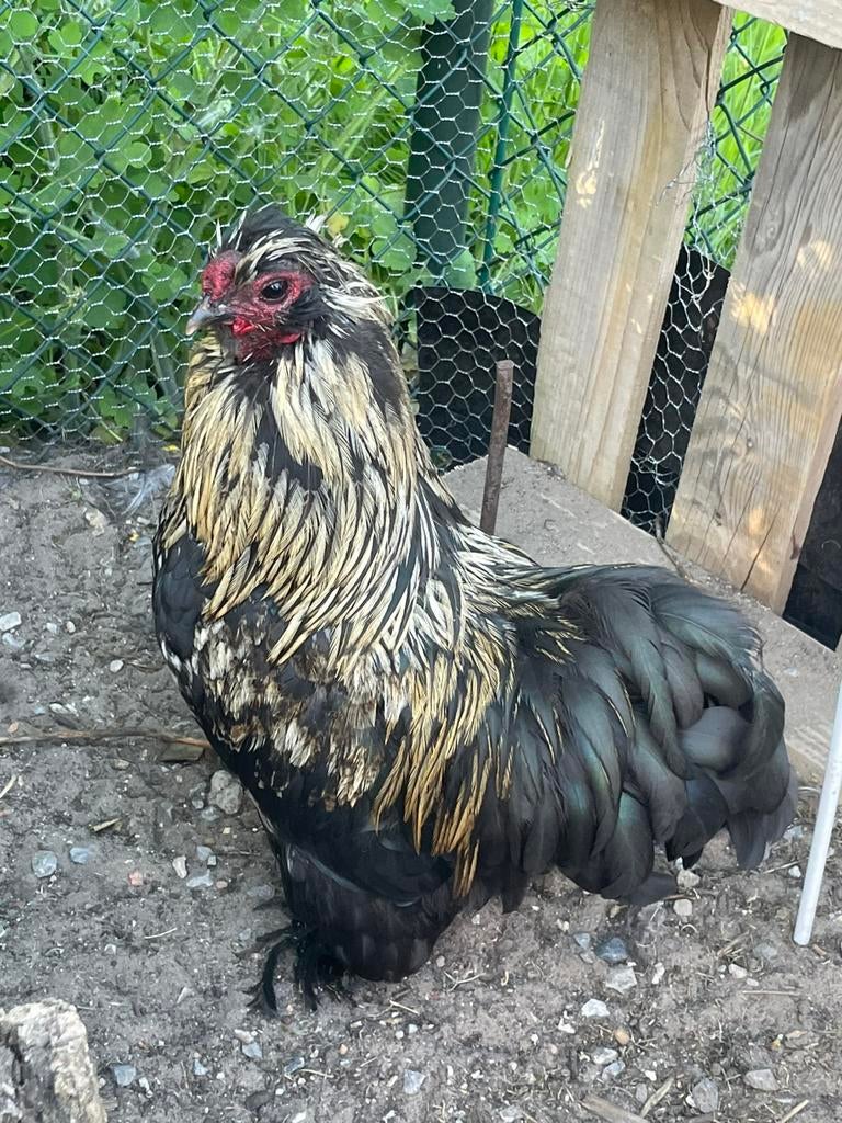 Gratis - 2 hanen (1 jaar oud), Dieren en Toebehoren, Pluimvee, Mannelijk, Kip