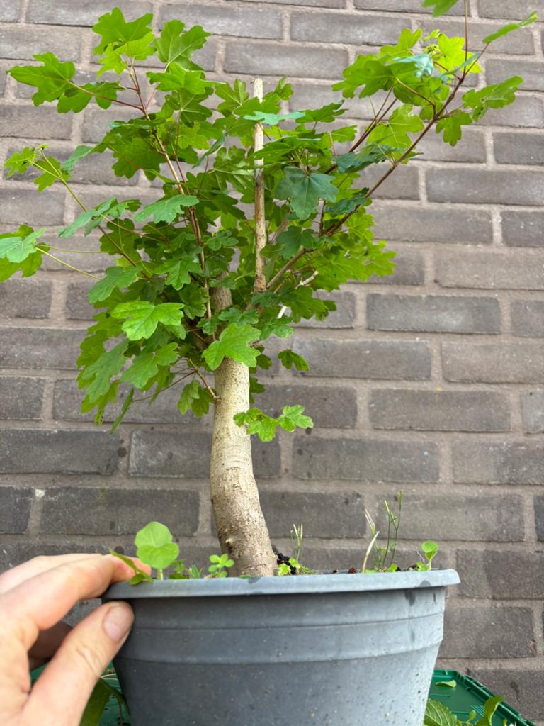 Bonsai acer campestre, Tuin en Terras, Planten | Bomen, Ophalen