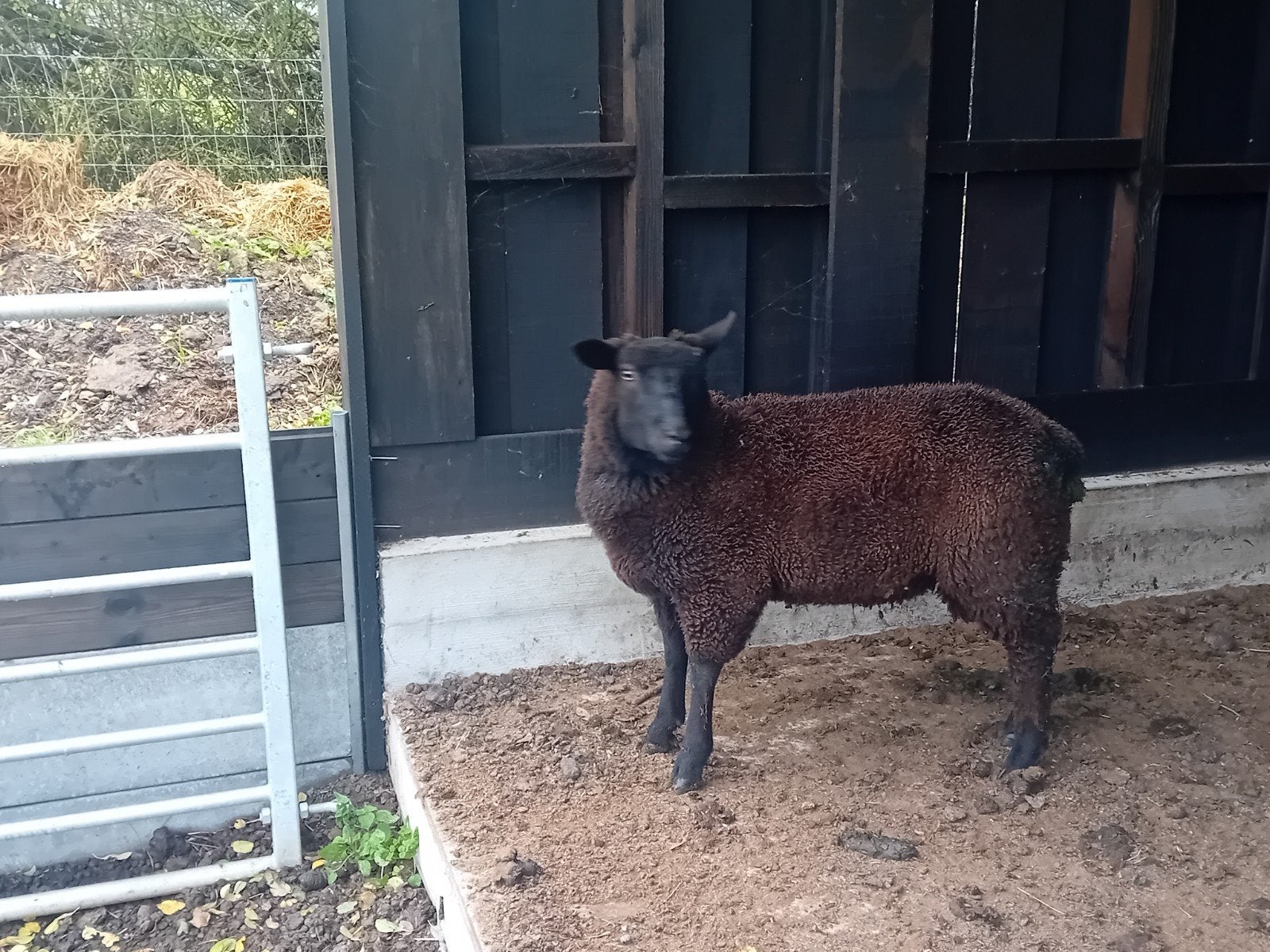 ram, Mannelijk, Schaap, 0 tot 2 jaar