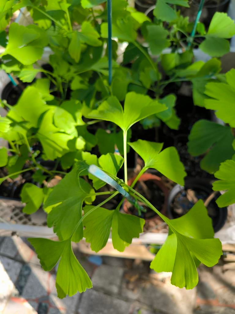 Ginkgo biloba, Ophalen