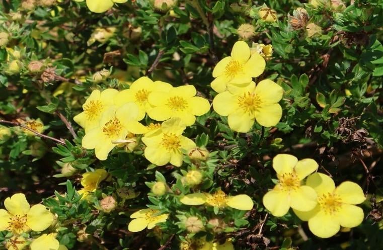Potentilla fruticosa "Kobold" (struikganzerik), Jardin & Terrasse, Plantes | Arbustes & Haies, Enlèvement, Autres espèces, Arbuste