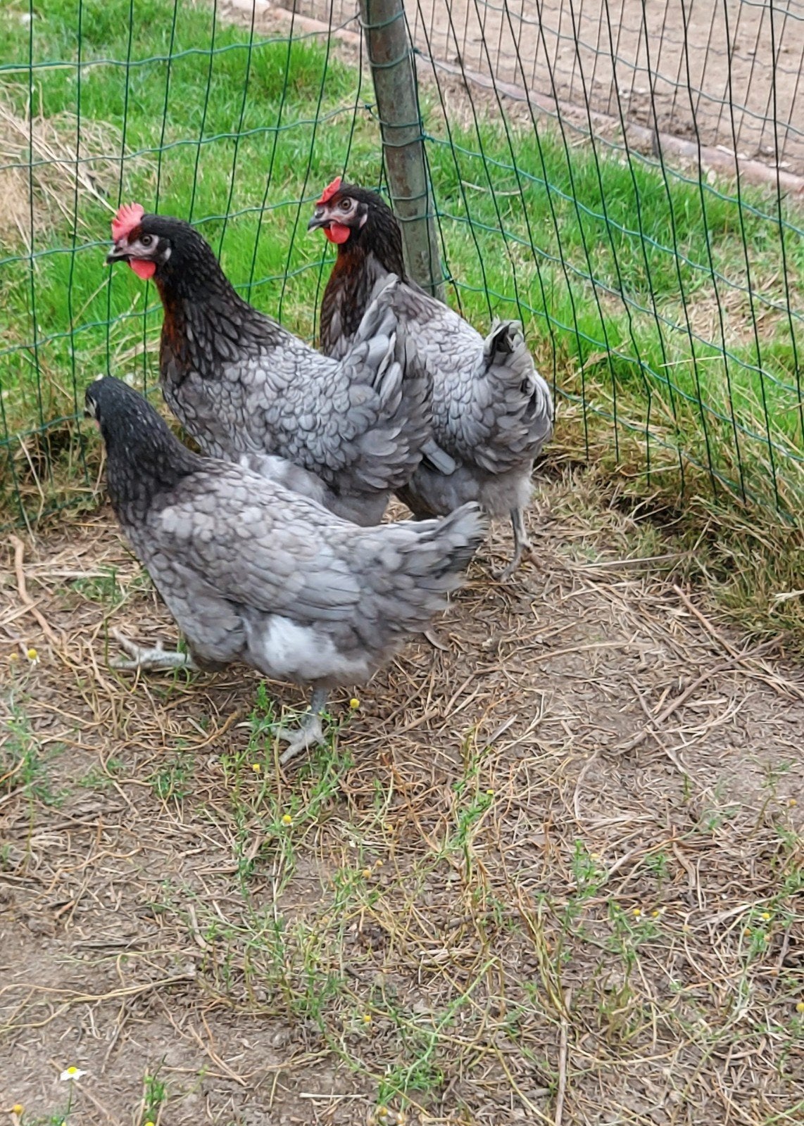 bleu de landes kippen, Dieren en Toebehoren, Pluimvee