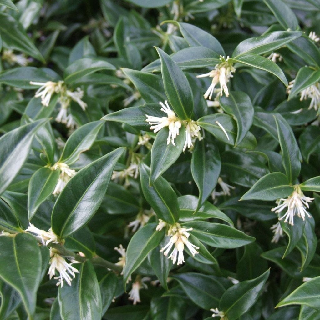 Sarcoccoca confusa, Ophalen, Winter, Halfschaduw