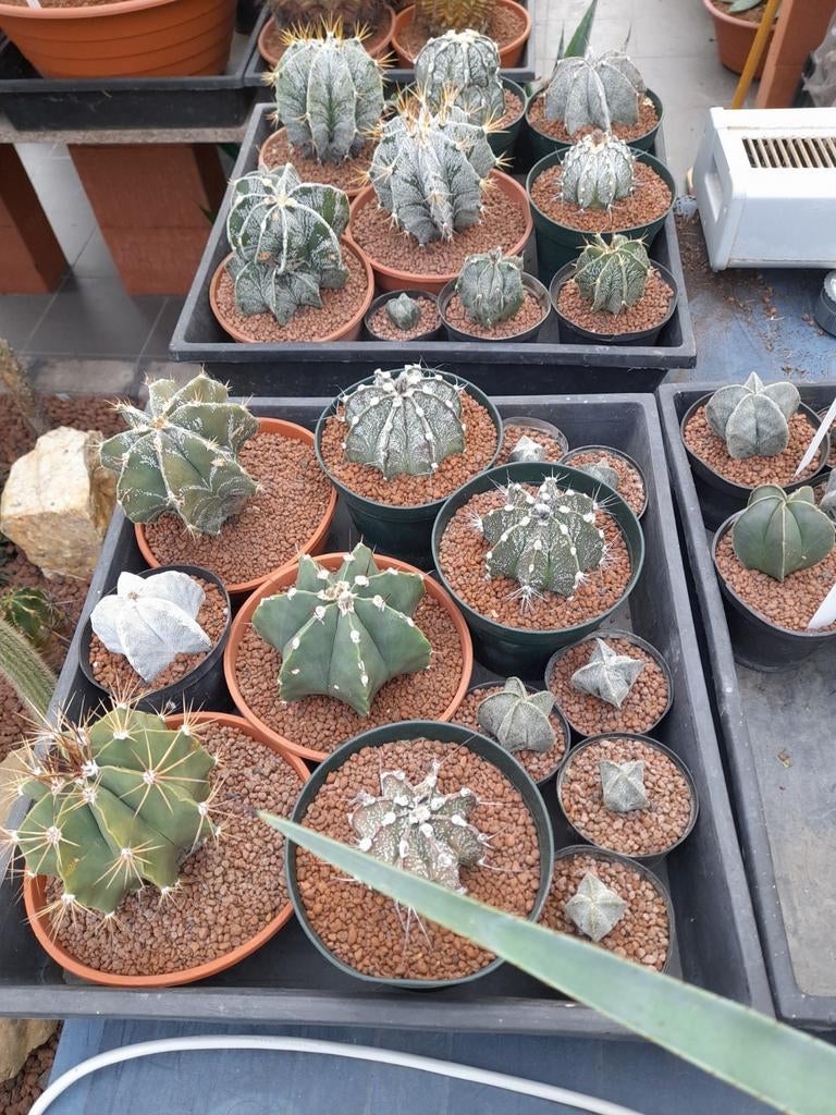 Cactussen, Enlèvement