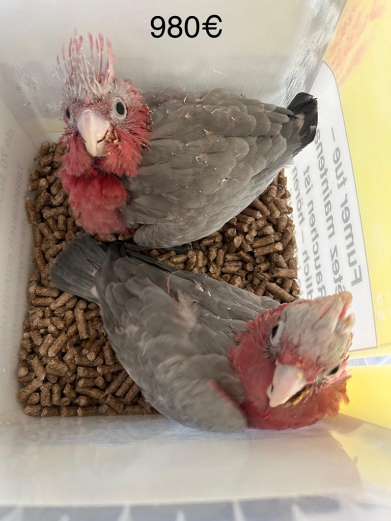Cacatoès rosalbin EAM, Animaux & Accessoires, Oiseaux | Oiseaux Autre, Bagué