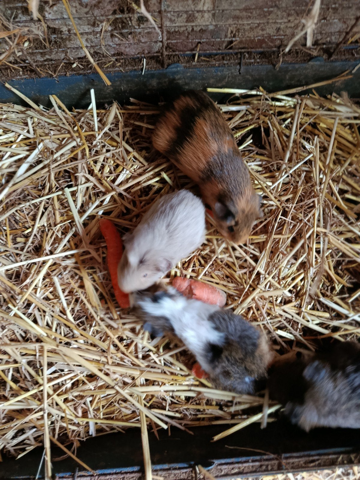 cavia beertjes, Décembre, Mâle, Domestique, Cobaye
